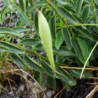 Vincetoxicum fasciculatum (Buch.-Ham. ex Wight) Kuntze